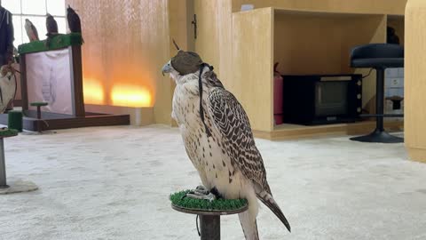 مشاركة واسعة من الصقارين فى مهرجان الملك عبدالعزيز للصقور – الرياض، المملكة العربية السعودية يوم 4 من يناير 2026 ، أجواء تراثية تجمع الأصالة والهوية، عروض ومنافسات للصقور،  فعالية تراثية وطنية تعكس ثقافة الصقارة السعودية،أحد أبرز المهرجانات الثقافية في المملكة