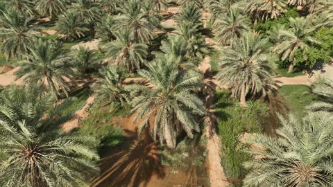 الاهتمام بزراعة أشجار النخيل الخضراء, مركز ومعلم ثقافي سياحي تاريخي سعودي مشهور في وقت الليل، منتزه ومطل البجيري المضاء في النهار، مشروع تطوير الدرعية التاريخية في مدينة الرياض بالمملكة العربية السعودية، القرية التراثية والمباني الاثرية