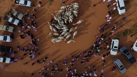 تربية المواشي في المناطق الصحراوية، مفهوم العناية والاهتمام بالثدييات، مجموعة من الرجال تشاهد الابل في صحارى المملكة العربية السعودية، التلال والهضاب من الرمال الناعمة الذهبية، نمو النباتات الشوكية في البيئة الجافة