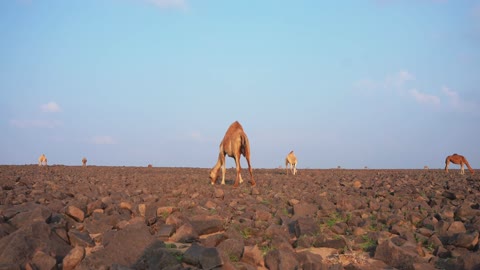 The care and attention to livestock and mammals in the deserts, camels and dromedaries in the nature reserve in the Kingdom of Saudi Arabia, a group of purebred Arabian camels walking in the desert, the soft golden sands.