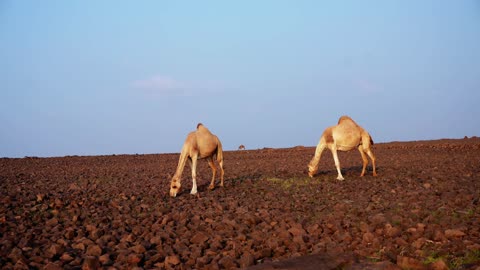 The care and attention to livestock and mammals in the deserts, camels and dromedaries in the nature reserve in the Kingdom of Saudi Arabia, a group of purebred Arabian camels walking in the desert, the soft golden sands.