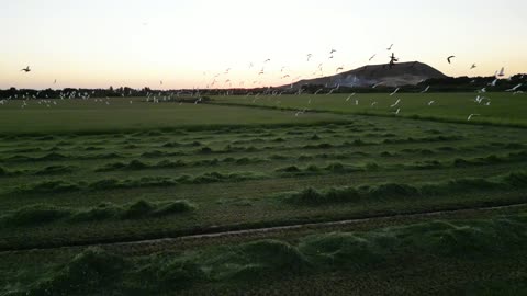 ارض خضراء واسعة في المملكة العربية السعودية، تصوير درون لحصاد العلف الاخضر في منطقة مكة المكرمة، المحافظة على الموارد المائية