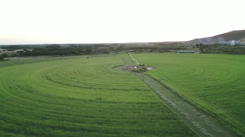 ارض خضراء واسعة في المملكة العربية السعودية، تصوير درون لحصاد العلف الاخضر في منطقة مكة المكرمة، المحافظة على الموارد المائية