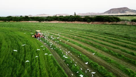 ارض خضراء واسعة في المملكة العربية السعودية، تصوير درون لحصاد العلف الاخضر في منطقة مكة المكرمة، المحافظة على الموارد المائية
