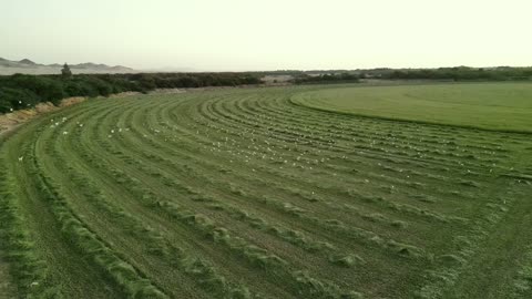ارض خضراء واسعة في المملكة العربية السعودية، تصوير درون لحصاد العلف الاخضر في منطقة مكة المكرمة، المحافظة على الموارد المائية