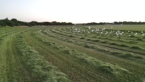 ارض خضراء واسعة في المملكة العربية السعودية، تصوير درون لحصاد العلف الاخضر في منطقة مكة المكرمة، المحافظة على الموارد المائية