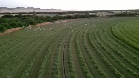 A vast green land in the Kingdom of Saudi Arabia, drone footage of harvesting green fodder in the Makkah region, conserving water resources.