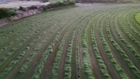A vast green land in the Kingdom of Saudi Arabia, drone footage of harvesting green fodder in the Makkah region, conserving water resources.