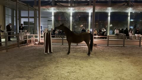 رعاية المواشي والثدييات في البادية، حيوانات التنقل والسفر في القدم، المباني الأثرية والبيوت الطينية في حي الطريف في الدرعية، هواية ركوب الخيل العربي الاصيل