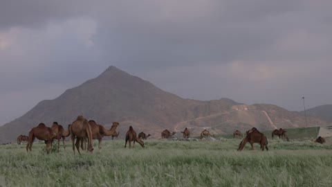 إبل عربية ترعى في مناظر جبلية سعودية