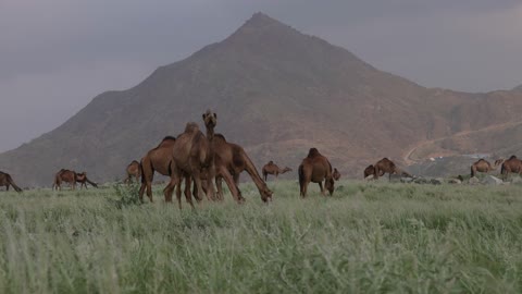 قطيع إبل عربية يرعى بجانب منظر طبيعي جبلي بالسعودية