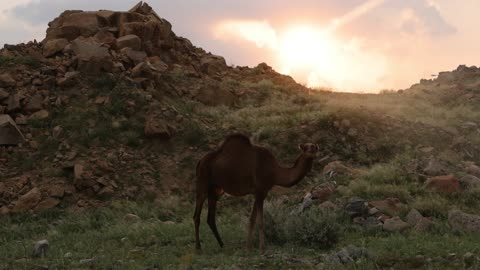An Arabian camel in a mountainous area at sunset in Saudi Arabia.