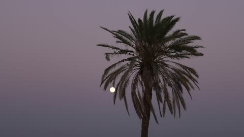 شجرة نخل وقمر كامل في وقت الغسق