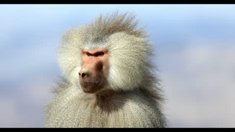 لقطة مقربة لقرد بابون الرباح في البرية