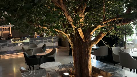 شجرة زيتون صناعية في مقهى بالظهران مول