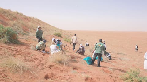 Volunteers Planting Trees in Saudi Arabian Desert