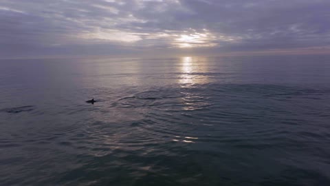 لقطات فيديو لدولفين يسبح في  البحر الاحمر المملكه العربيه السعوديه  مع منظر  الغروب