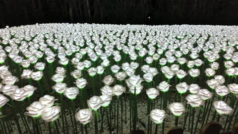 ورود بيضاء مضيئة في مهرجان الزهور بمدينة ينبع