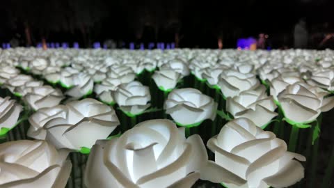 عرض الورود البيضاء المضيئة ليلاً في مدينة ينبع بالسعودية