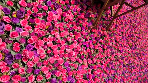 جدار زهور وكراسي مزخرفة في مدينة ينبع السعودية