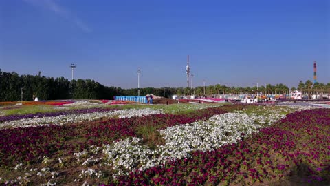 مهرجان الزهور في ينبع السعودية منظر طبيعي