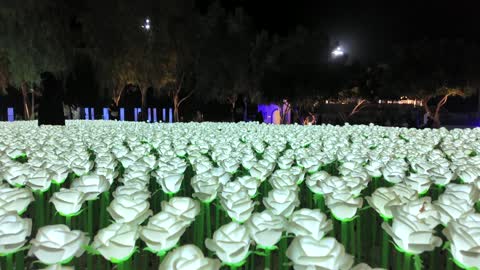 Illuminated Artificial White Roses at Night in Yanbu