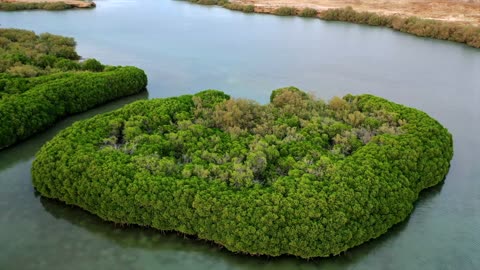 تصوير جوي لأشجار المانغروف في جزر فرسان بجيزان