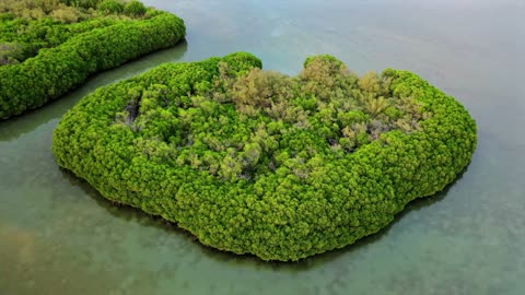 لقطات جوية لغابات المانجروف في جزيرة فرسان جيزان