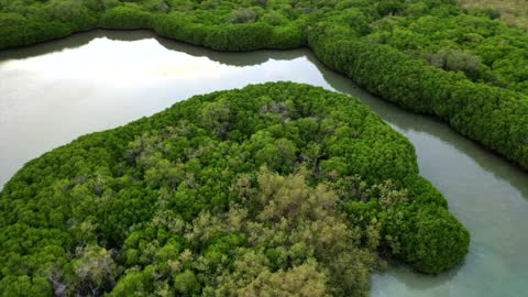 فيديو جوي لغابات المانغروف في جزر فرسان جيزان