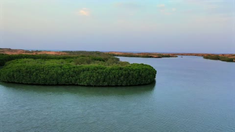 Mangrove Forest Farasan Island Jizan Aerial Drone