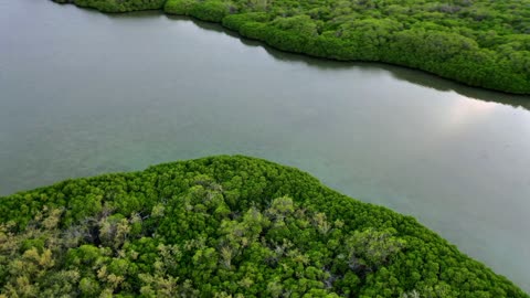 Farasan Island Jizan Mangrove Forest Aerial Drone Footage