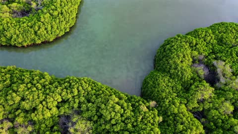 Farasan Islands Jizan Mangrove Forest Aerial Drone Footage