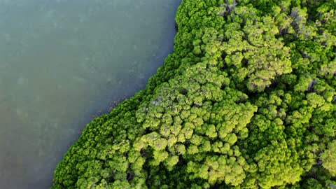 تصوير جوي غابات المانجروف جزر فرسان جازان