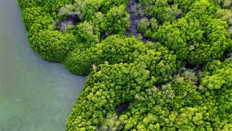 Farasan Island Jizan Mangrove Aerial Drone Footage