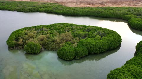 لقطات جوية لغابات المانجروف في جزر فرسان جيزان