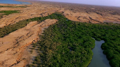 تصوير جوي لغابات المانغروف في جزيرة فرسان بجازان