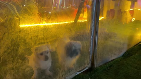 كلاب في حديقة العجائب الجبيل السعودية فيديو ليلي