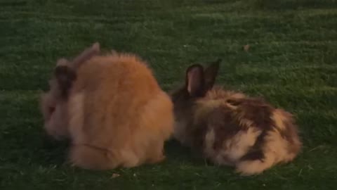 أرانب في حديقة العجائب الجبيل لقطة ليلية