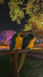 ببغاوات المكاو الزرقاء والصفراء في حديقة العجائب بالجبيل