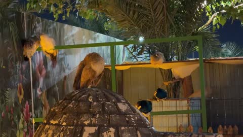 طواويس في حديقة العجائب بالجبيل السعودية ليلاً