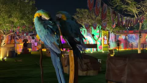 ببغاوات المكاو في حديقة العجائب بالجبيل ليلاً