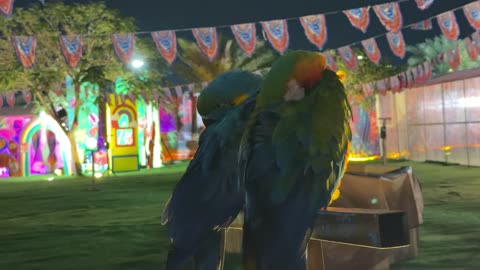 ببغاوات الماكو في حديقة العجائب بالجبيل السعودية ليلاً