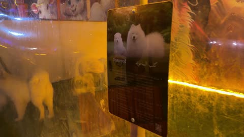 فيديو كلاب الساموييد في حديقة العجائب بالجبيل السعودية