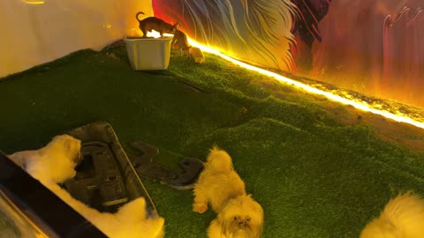 كلاب صغيرة تلعب في حديقة العجائب بالجبيل السعودية