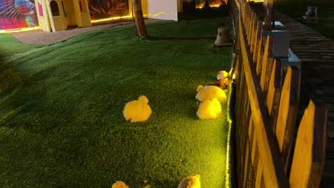 دجاج حرير في حديقة العجائب بالجبيل لقطات ليلية