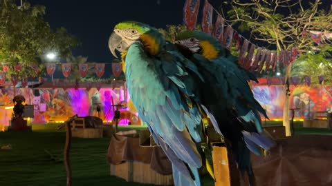 ببغاوات المكاو في حديقة العجائب بالجبيل لقطة ليلية
