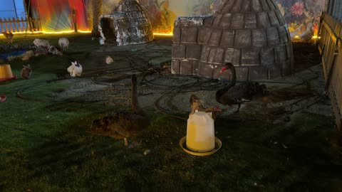 بجع أسود في حديقة العجائب بالجبيل لقطات ليلية