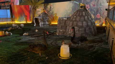 حديقة العجائب في الجبيل ليلًا لقطات طيور متنوعة