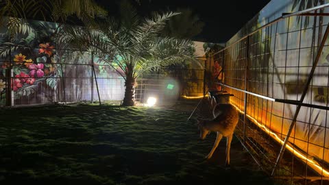 غزال في حديقة العجائب بالجبيل المملكة العربية السعودية