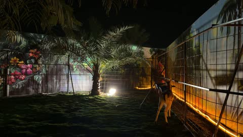 غزال في حديقة العجائب بالجبيل السعودية ليلاً